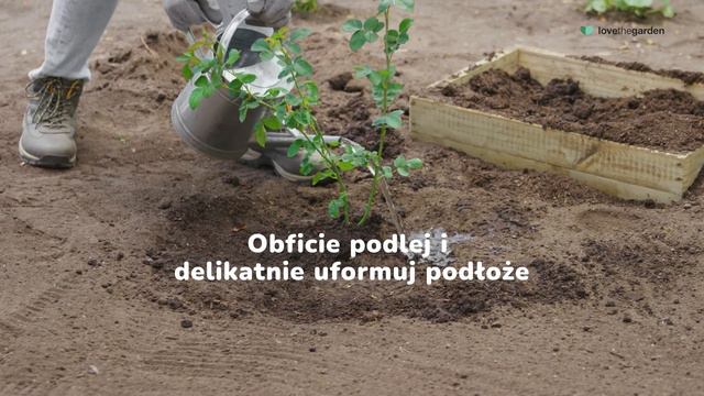 Wyhoduj sam! Róże смотреть онлайн
