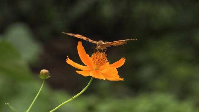 Цветы и бабочки под красивую музыку. Красивые бабочки кружатся над цветами часть 2