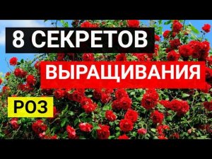 8 секретов выращивания роз
