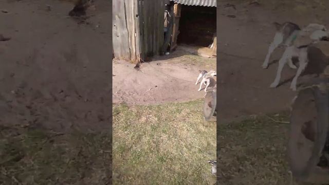 Прикол!!! Ремонт саморобного трактора смотреть онлайн