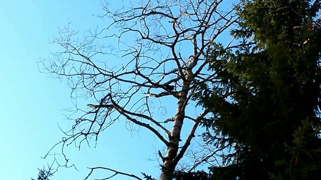 Ворон вьет гнездо. смотреть онлайн