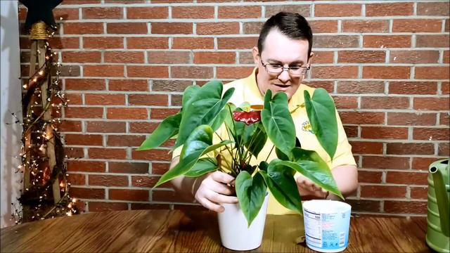 #007 Bob's LIVE: Repotting Anthurium смотреть онлайн