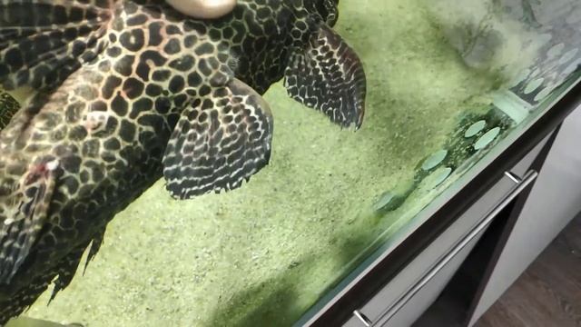 Парчовый птеригоплихт. Умер.