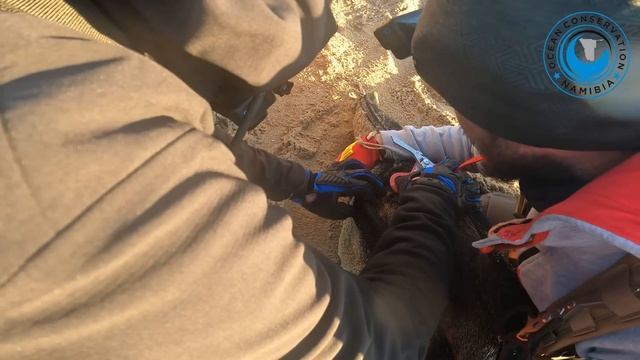 Quick Reaction by Rescuer Saves Seal's Life смотреть онлайн