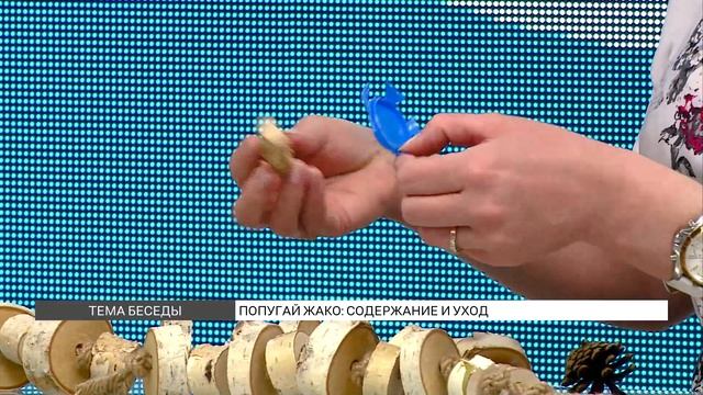 Попугаи Жако: как за ними ухаживать? смотреть онлайн