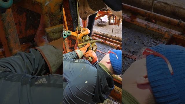 Обработка копыт у коровы в станке #shorts #ферма #хозяйство #корова смотреть онлайн