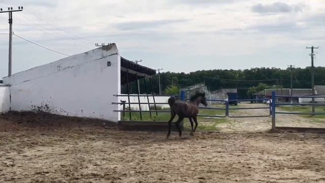 ПРОДАНА: Чистокровная Арабская кобылка МАРИСОЛЬ. ЦЕНА +79883400208. Конеферма ЭКВИЛАЙН смотреть онлайн