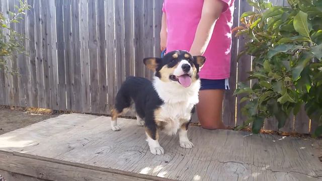 Our tricolor with black head corgi male Sugar(Fall 2018). смотреть онлайн