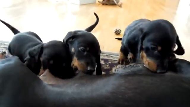 Štěňátka Z Pořízkovy školy - Kojení 2