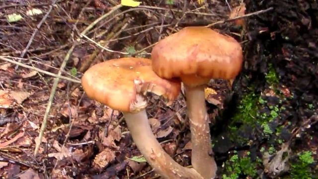 опята осенние, опенок осенний смотреть онлайн