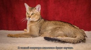 Чаузи (кошка): описание породы Ф1, Ф2, Ф3, Ф4, Ф5
