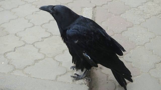 Живёт в Керчи черный ворон Фримен. Самовыгул. смотреть онлайн