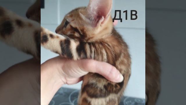 Бенгальская кошка в разведение смотреть онлайн