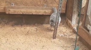 Как устроен наш курятник для нескольких пород кур...