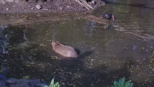 Капибара водосвинка | Capybara Hydrochoerus 4K смотреть онлайн