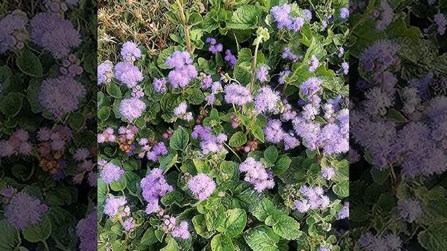 #флокс #флоксы #flower #flowers #phlox #цветы #цветок смотреть онлайн
