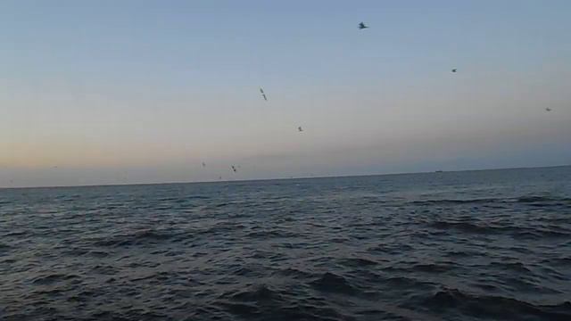 Раннее утро на Каспийском море, плеск воды и чайки - октябрь 2019 год смотреть онлайн