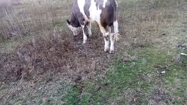 На сколько мы продали второго быка его вес. Как подрос тёлок от сементальской коровы рябины. смотреть онлайн