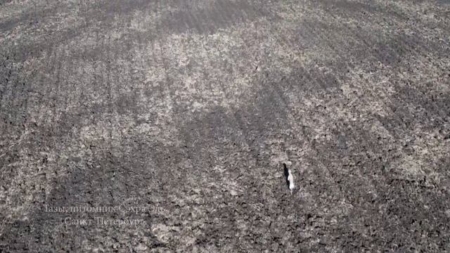 Работа борзых Тазы. Видео с КВАДРОКОПТЕРА. Working TAZY 2021 смотреть онлайн