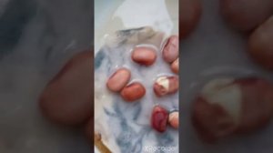 опыт: проращивание семян фасоли.