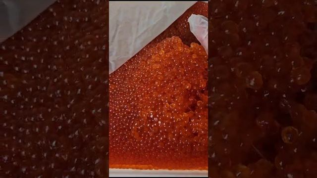 Свежая Икра 2023