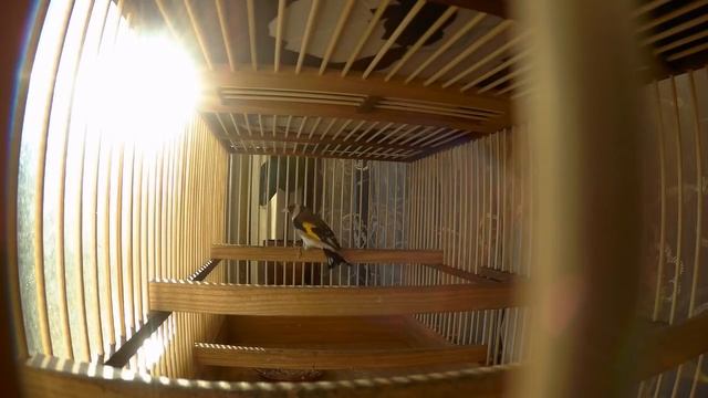 пение щегла canto cardellino 2 смотреть онлайн