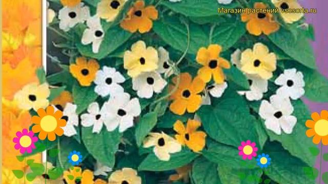 Тунбергия, Сераделла Смесь окрасок. Краткий обзор, описание характеристик, где купить семена смотреть онлайн