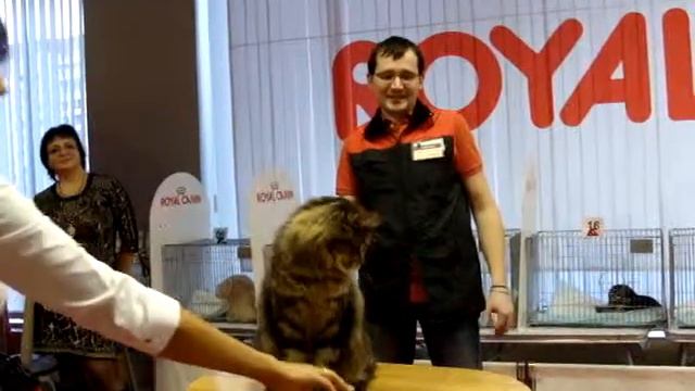 HENRY RYSENOK WCF RING ADULT-7 место(11 мес.)О.Груздь смотреть онлайн