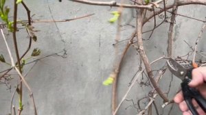 Весенняя обрезка Девичьего винограда. Результат через 20 дней.