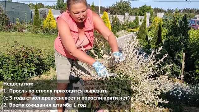 Штамб ивы Хакуро Нишики своими руками | Формируем иву Хакуро Нишики