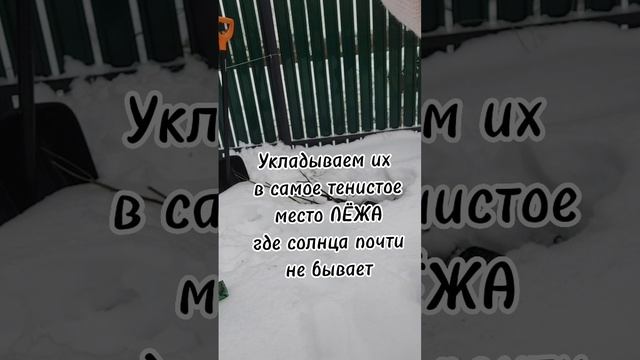 закапываем саженцы в снег смотреть онлайн