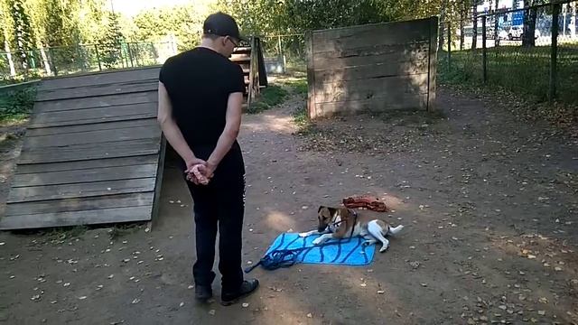Дрессировка собак -фокстерьер Дарк 3 года.Дрессировщик Владимир смотреть онлайн