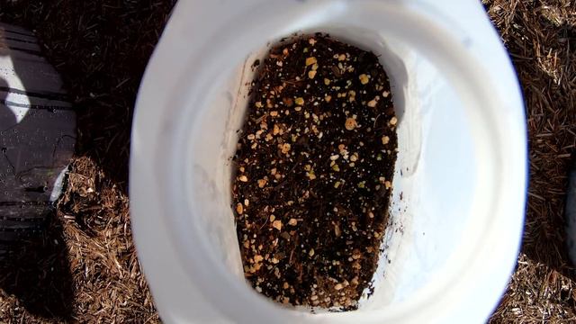 Grow along with Eli | Update 1 | Tomatoes Peppers Peas and Sunflowers смотреть онлайн