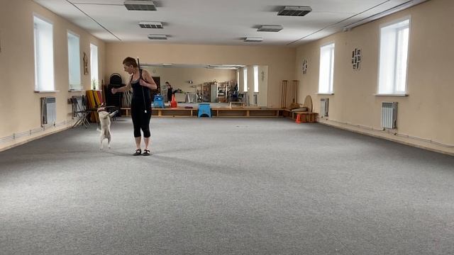 Танцы с собаками Dog dance Тимошина Светлана & Тимона Терр. "Сумеречный бал" Тренировка. 30.03.202 смотреть онлайн