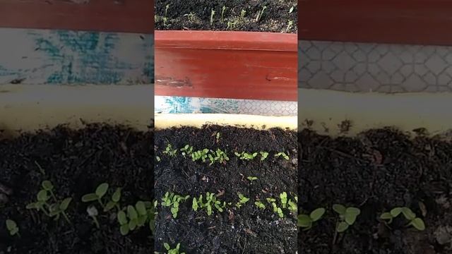 Всходы Немезии. смотреть онлайн