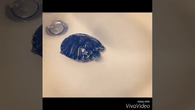 "Банный день" или "Купание красноухой черепахи" смотреть онлайн