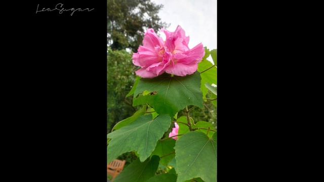 Gumamela..Hibiscus rosas_sinensis смотреть онлайн