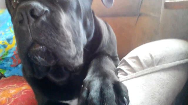 Корсик лежит на диване как батя смотреть онлайн