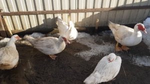 Инкубационное яйцо мускусной утки тяжёлой французской линии.