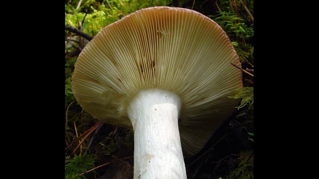 Russula vinosa смотреть онлайн