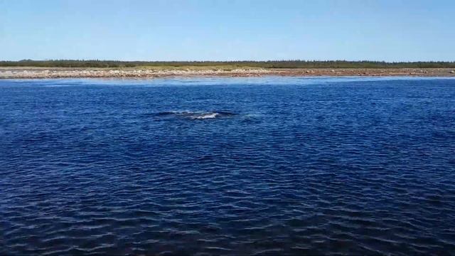 Белуха с детенышем в Белом море. смотреть онлайн