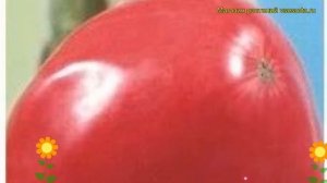Томат обыкновенный Фиделио. Краткий обзор, описание характеристик, где купить семена