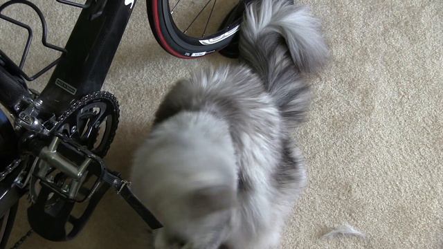 Why my cat has a job смотреть онлайн