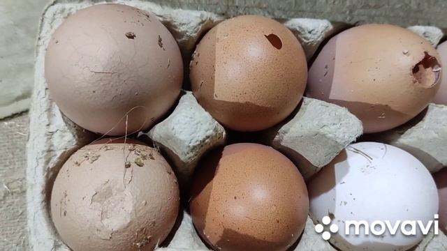 Одна из причин расклёва яиц и способ устранения этой проблемы. смотреть онлайн