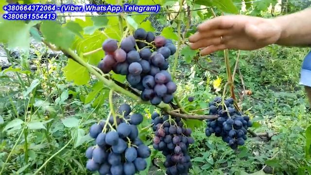 Кишмиш Спокуса 2023 смотреть онлайн