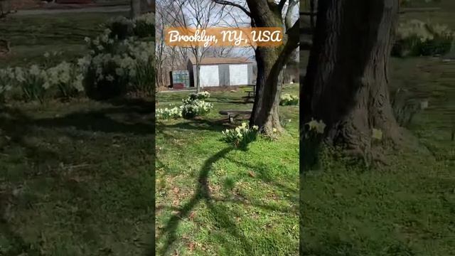 Весна в Нью-Йорке! #NewYork #Brooklyn #NYC #USA #ньюйорк #бруклин #сша #весна #spring смотреть онлайн