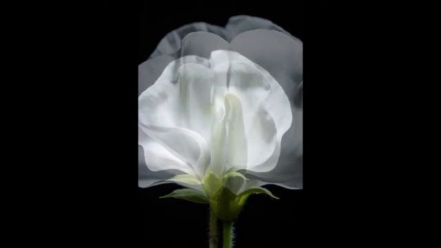 Hajuherne | Lathyrus odoratus @Finland смотреть онлайн