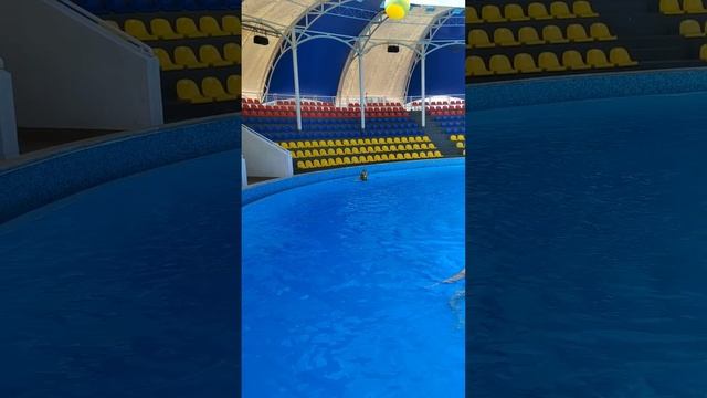 Плаваю с дельфином в дельфинарии Коктебель смотреть онлайн