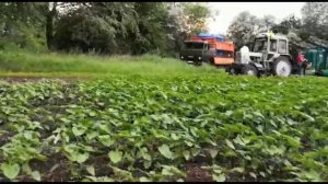 Листовая подкормка подсолнечника 2021