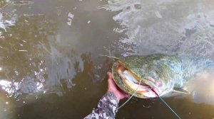 Сколько сомов в этой маленькой протоке!!!.mp4